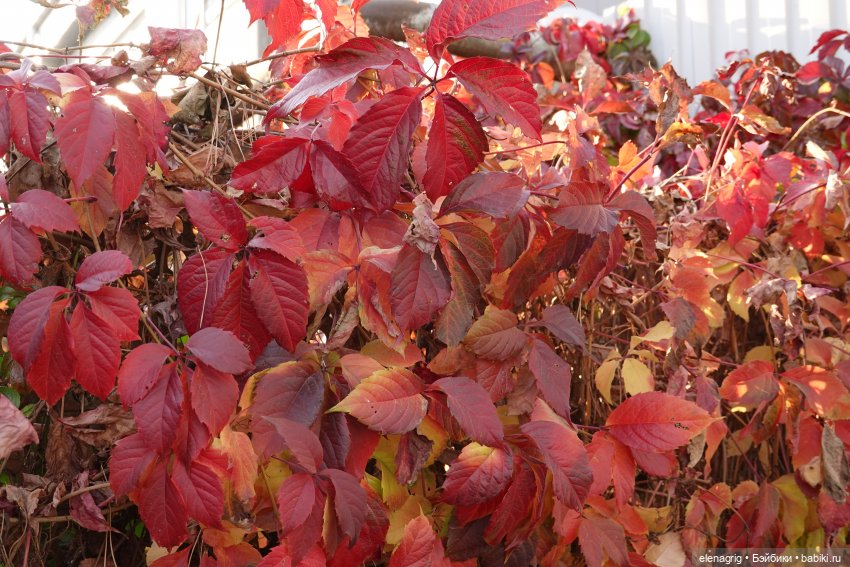 Первый день ноября — Болталка и разговоры обо всем: жизнь (фото 3)