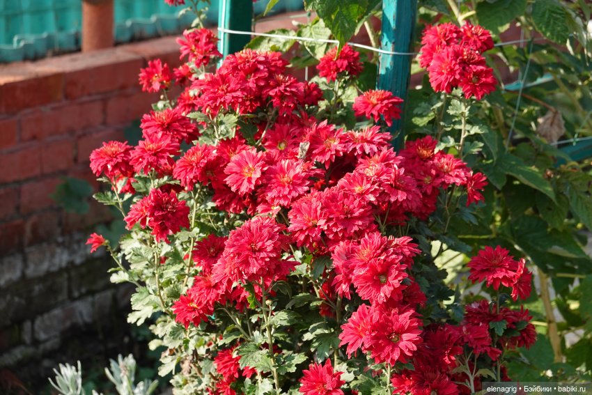 Первый день ноября — Болталка и разговоры обо всем: жизнь (фото 5)