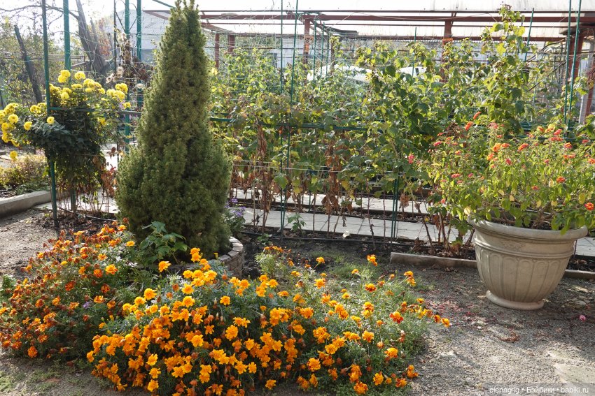 Первый день ноября — Болталка и разговоры обо всем: жизнь