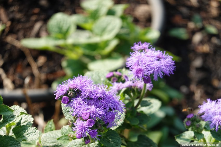 Первый день ноября — Болталка и разговоры обо всем: жизнь
