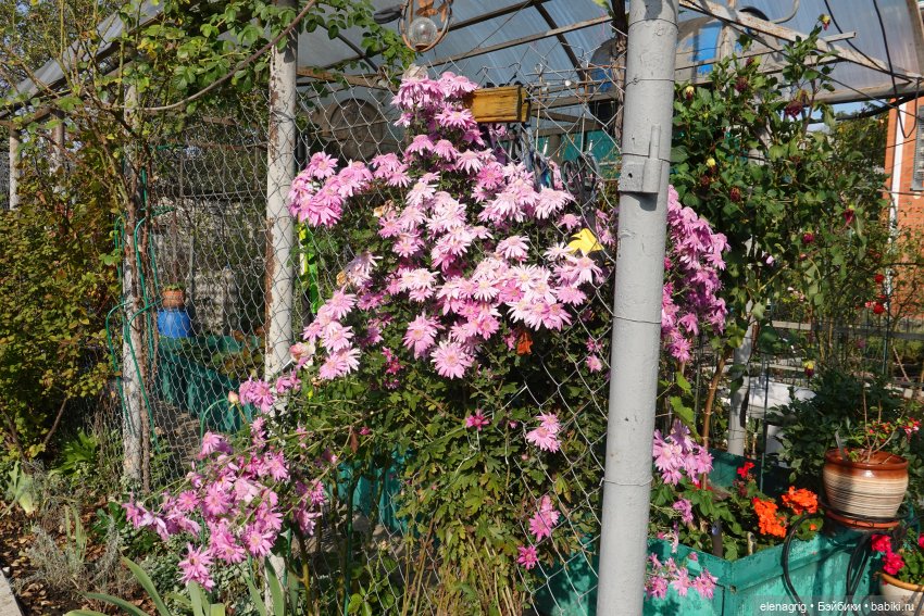 Первый день ноября — Болталка и разговоры обо всем: жизнь