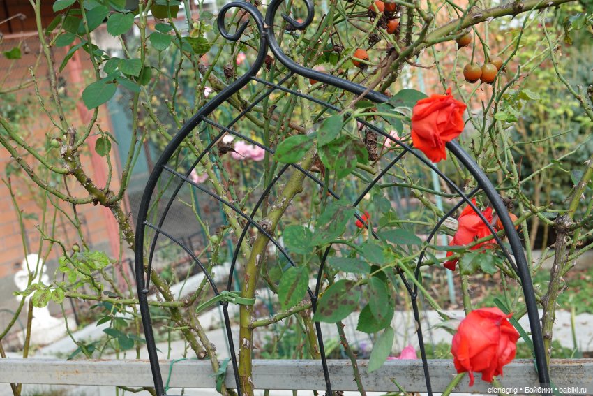 Первый день ноября — Болталка и разговоры обо всем: жизнь