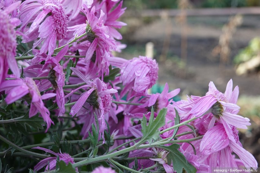 Первый день ноября — Болталка и разговоры обо всем: жизнь