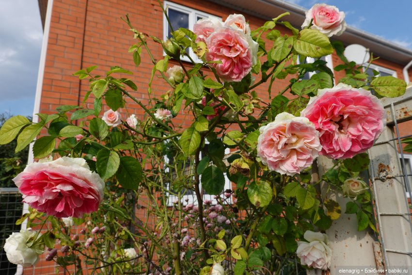 Первый день ноября — Болталка и разговоры обо всем: жизнь