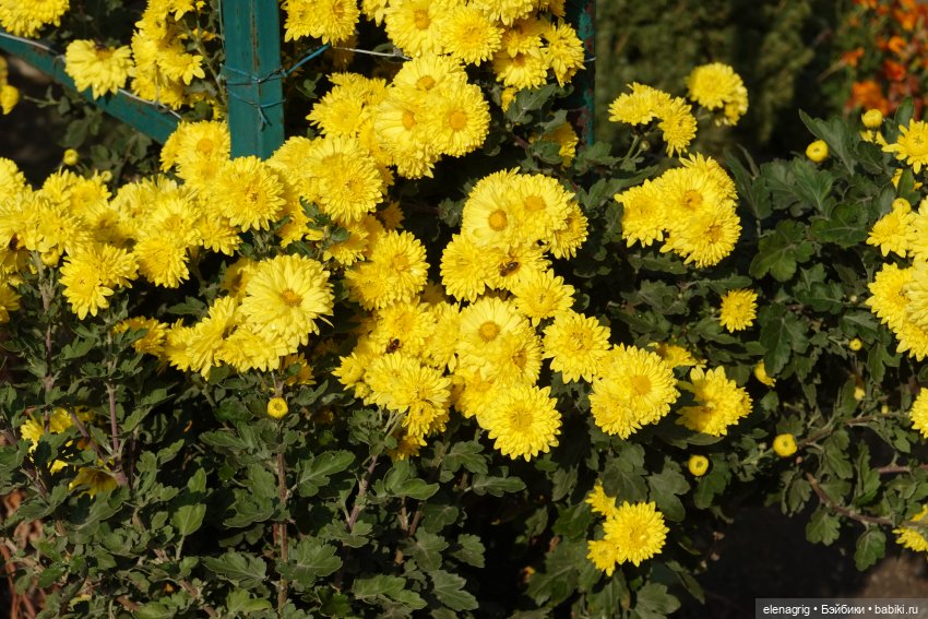 Первый день ноября — Болталка и разговоры обо всем: жизнь (фото 4)