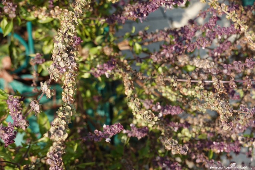 Первый день ноября — Болталка и разговоры обо всем: жизнь (фото 9)