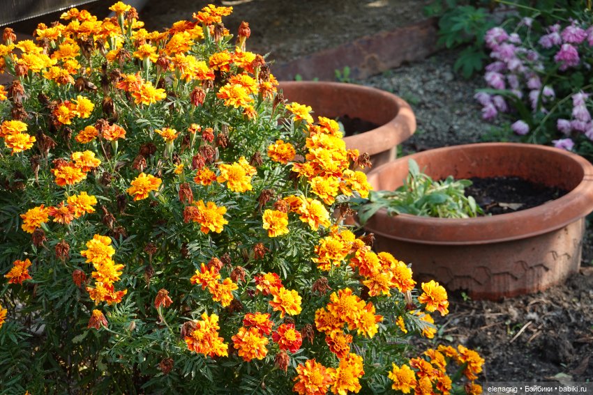 Первый день ноября — Болталка и разговоры обо всем: жизнь (фото 10)