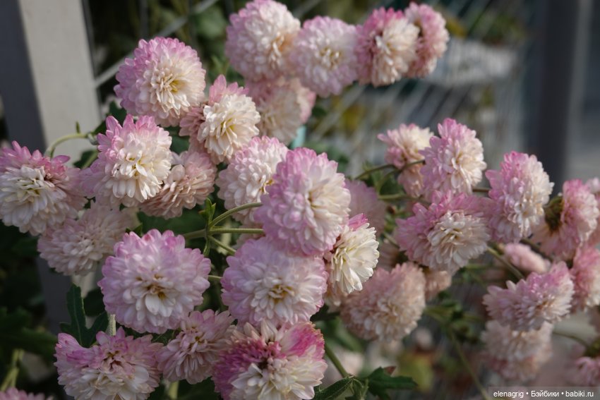 Первый день ноября — Болталка и разговоры обо всем: жизнь