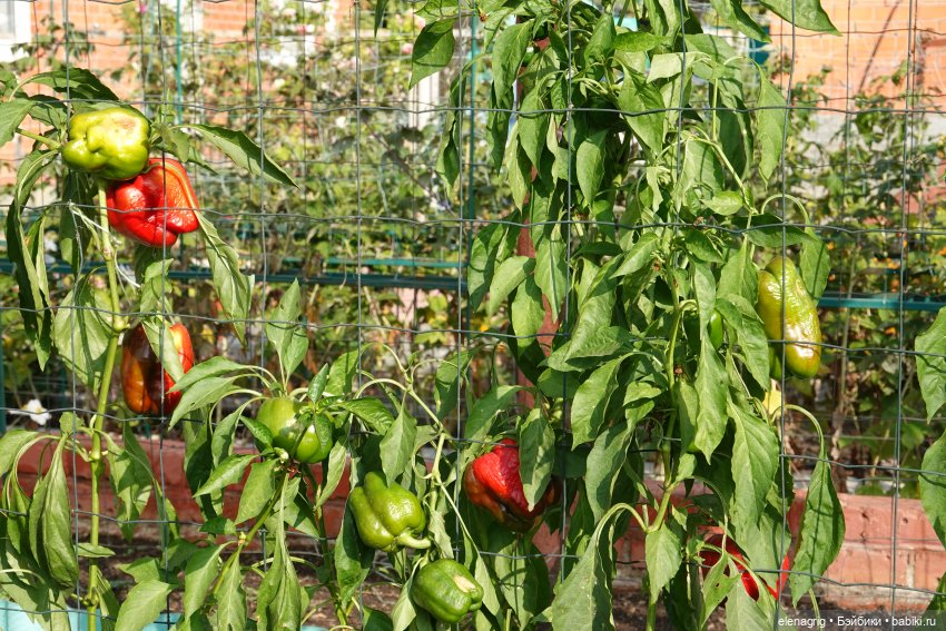 Первый день ноября — Болталка и разговоры обо всем: жизнь (фото 7)