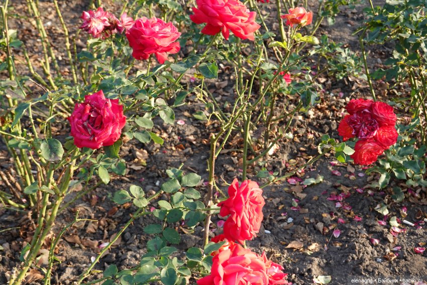 Первый день ноября — Болталка и разговоры обо всем: жизнь