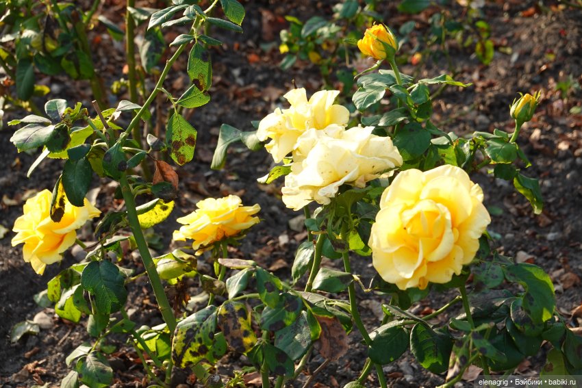 Первый день ноября — Болталка и разговоры обо всем: жизнь (фото 2)