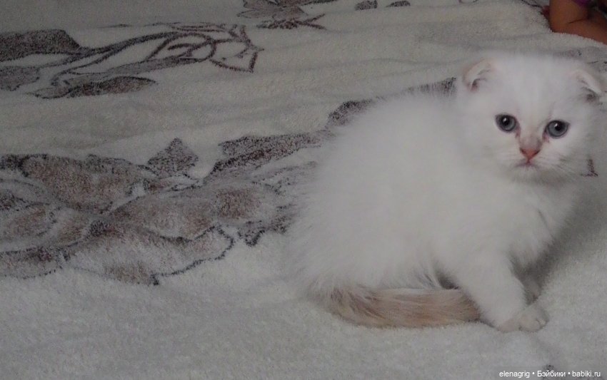 Международный день домашних животных или мы в ответе за тех, кого приручили (фото 3)