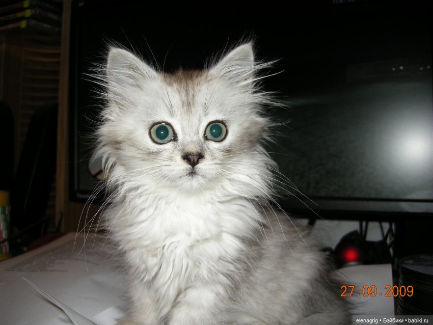 Международный день домашних животных или мы в ответе за тех, кого приручили