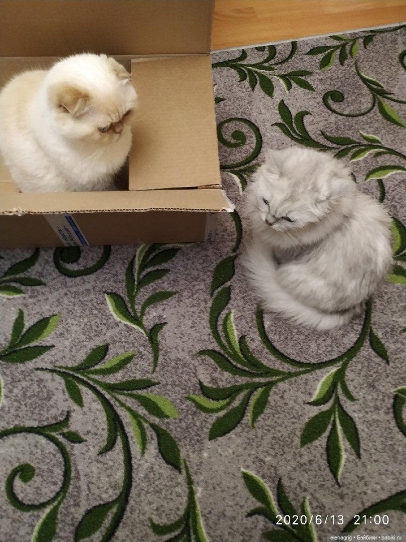 Международный день домашних животных или мы в ответе за тех, кого приручили (фото 6)