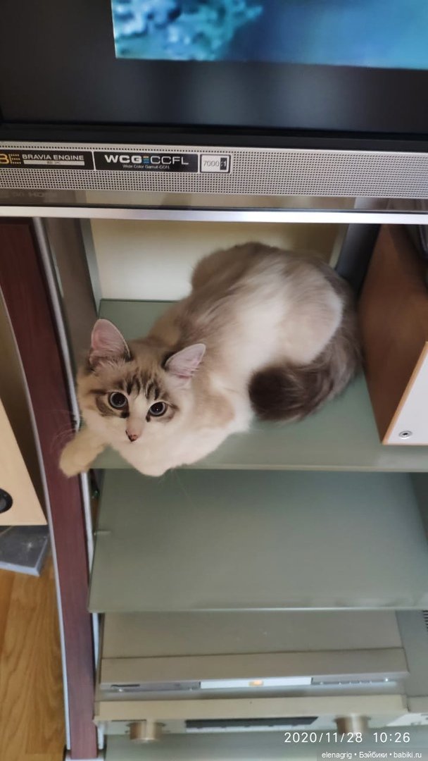 Международный день домашних животных или мы в ответе за тех, кого приручили (фото 9)