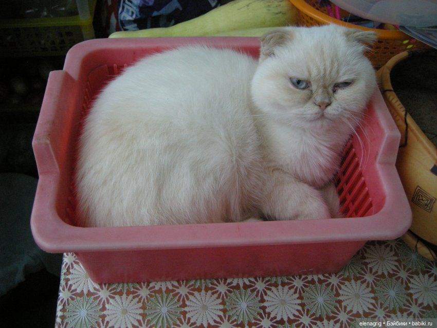 Международный день домашних животных или мы в ответе за тех, кого приручили (фото 4)