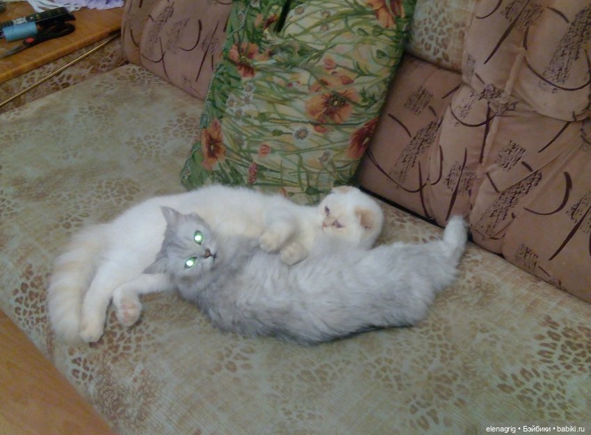 Международный день домашних животных или мы в ответе за тех, кого приручили (фото 5)