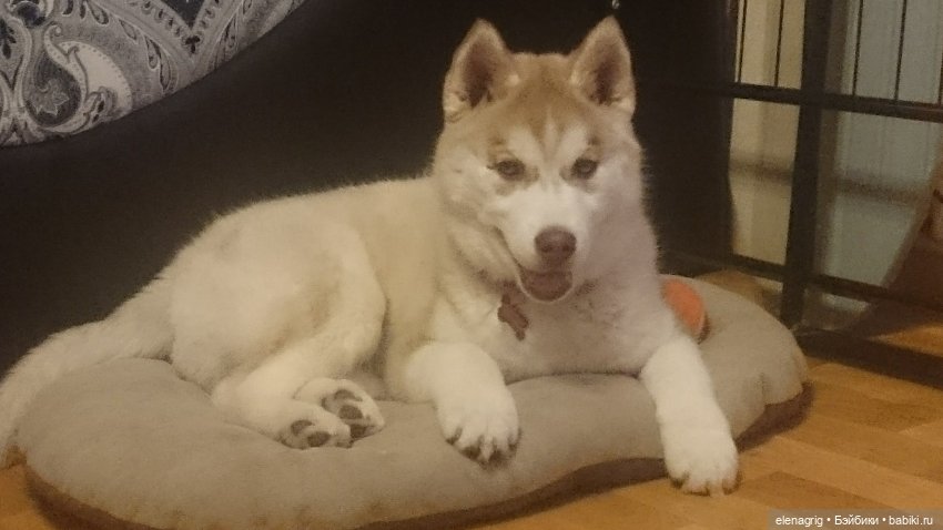 Международный день домашних животных или мы в ответе за тех, кого приручили (фото 7)