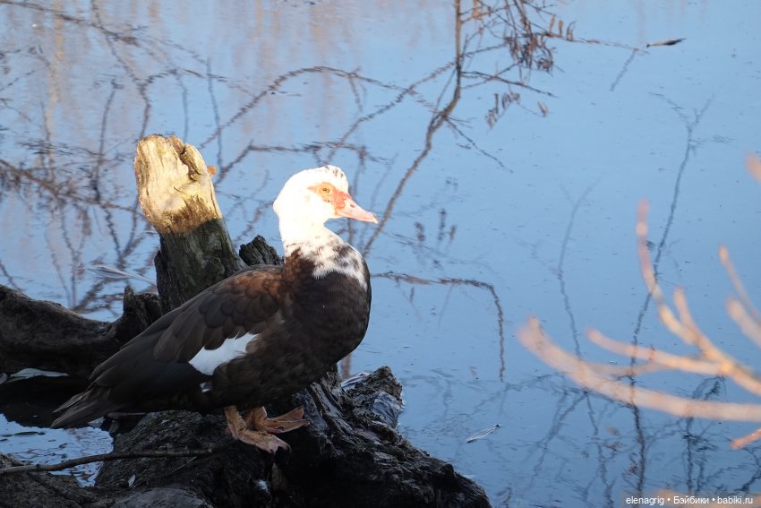 Наш декабрь — Куклы Ruby Red (Руби Ред) Fashion Friends: Siblies