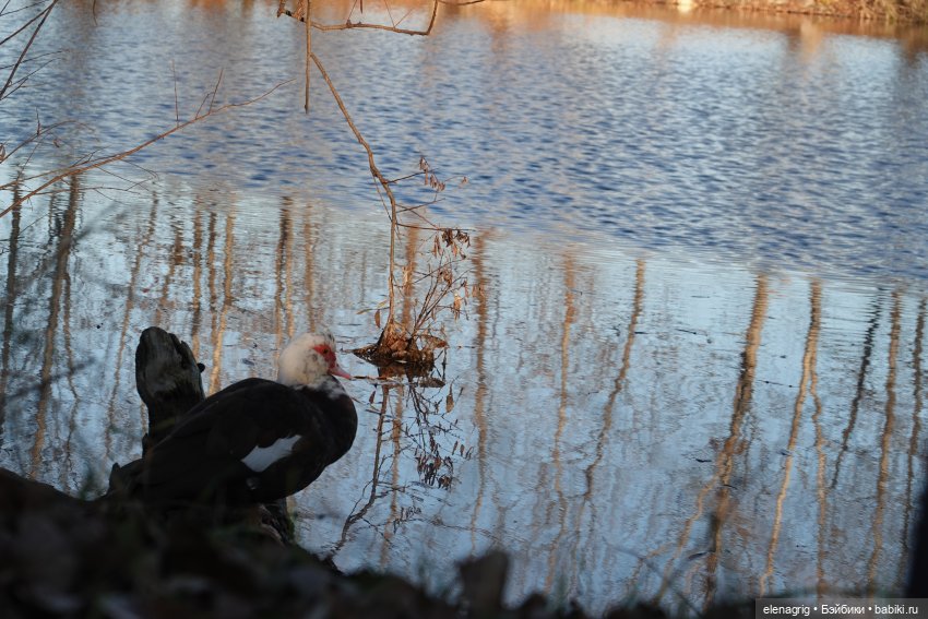 Наш декабрь — Куклы Ruby Red (Руби Ред) Fashion Friends: Siblies (фото 2)