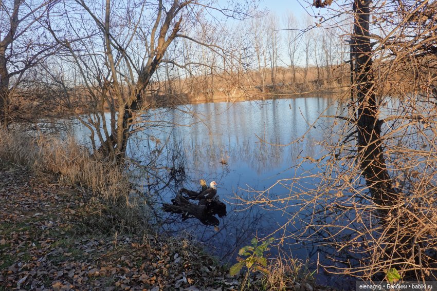 Коллекционные куклы Дианы Эффнер, Dianna Effner