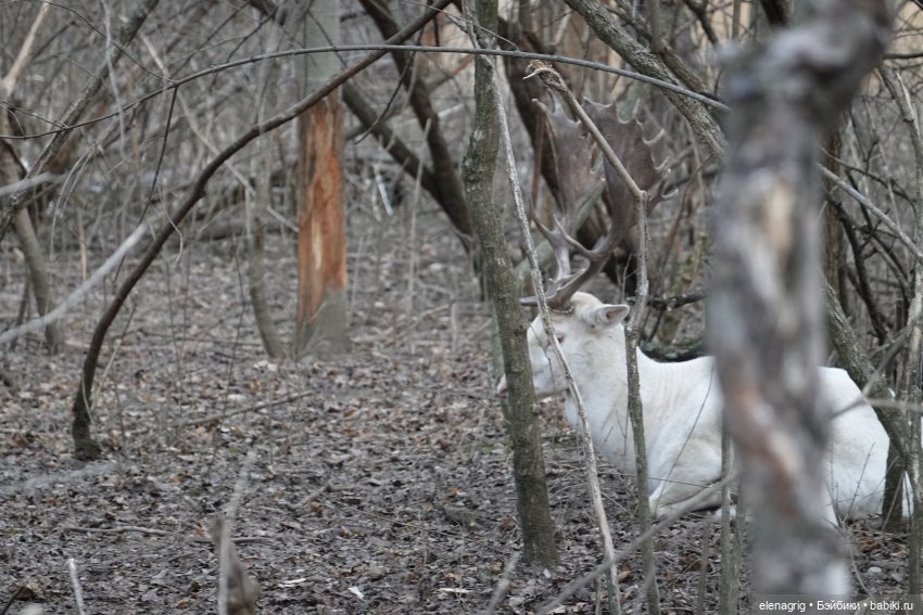 Кайла Руби Ред - мой новогодний подарок