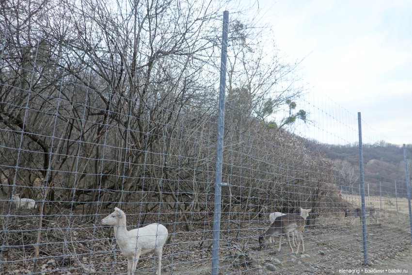 Кайла Руби Ред - мой новогодний подарок