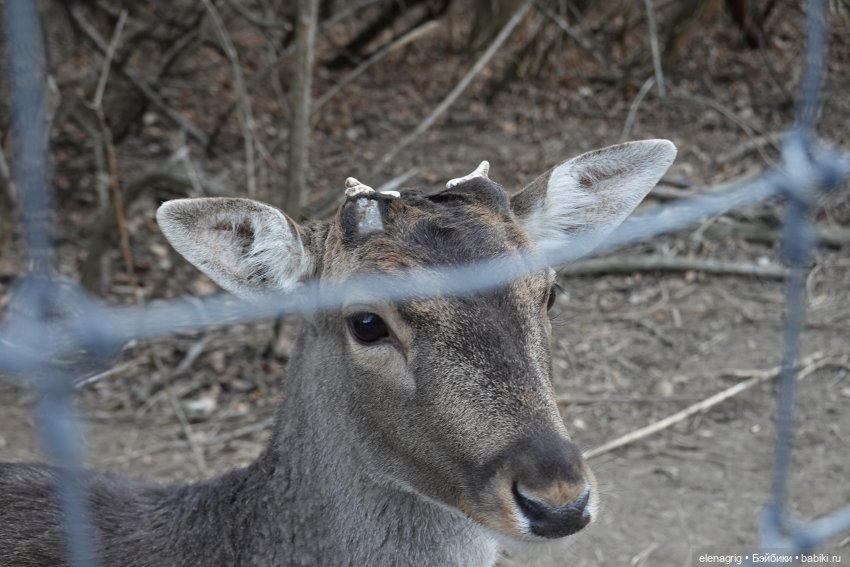 Кайла Руби Ред - мой новогодний подарок