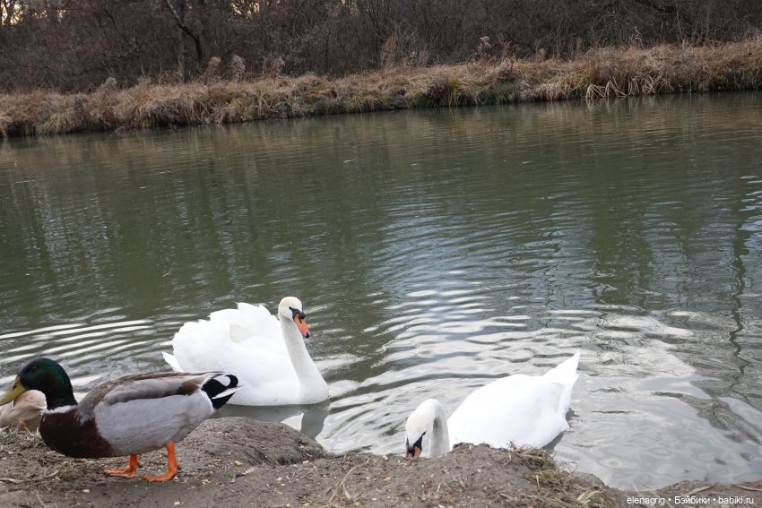 Кайла Руби Ред - мой новогодний подарок (фото 5)