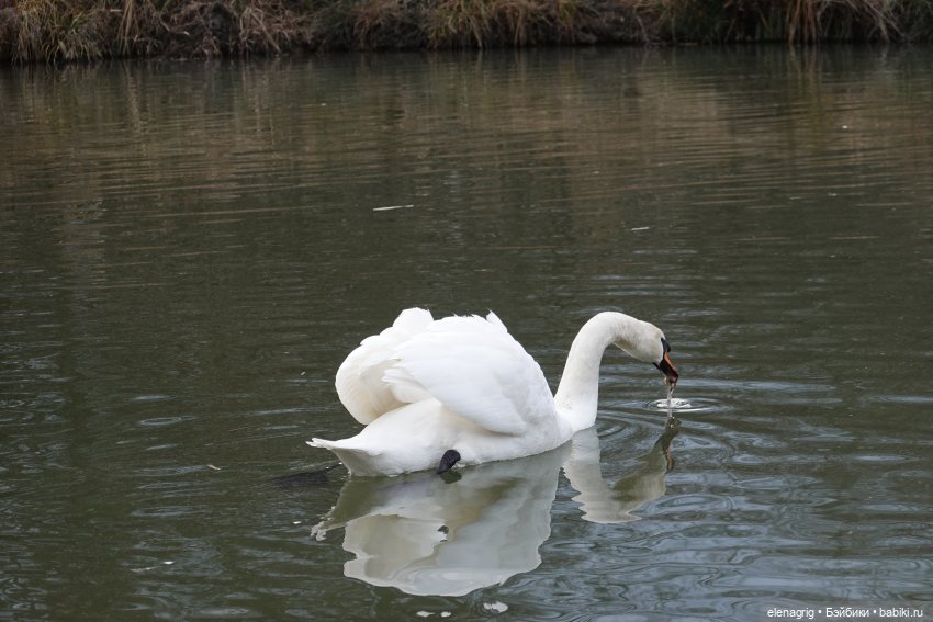Кайла Руби Ред - мой новогодний подарок (фото 6)