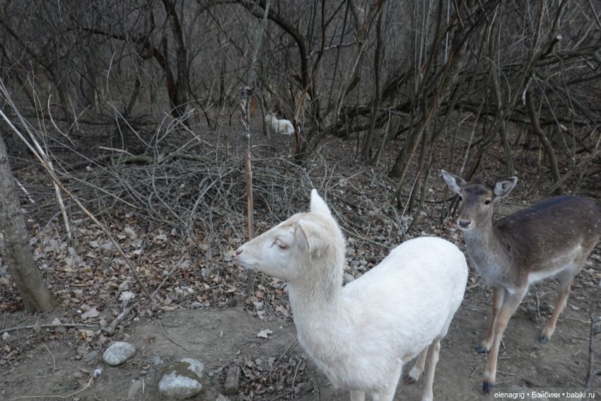 Кайла Руби Ред - мой новогодний подарок