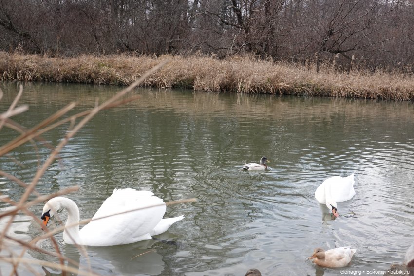 Кайла Руби Ред - мой новогодний подарок (фото 4)
