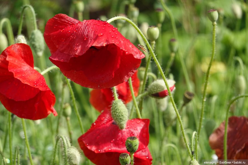 После дождя — Красивая природа и цветы: фото пейзажей