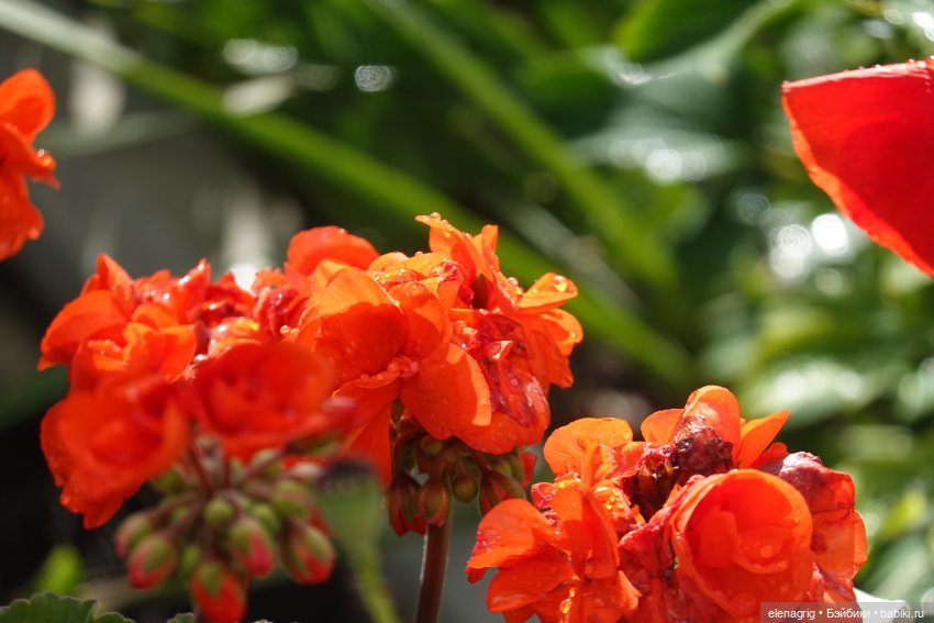 После дождя — Красивая природа и цветы: фото пейзажей