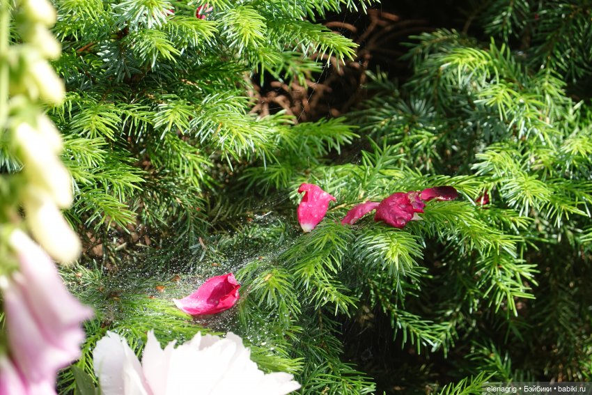 После дождя — Красивая природа и цветы: фото пейзажей