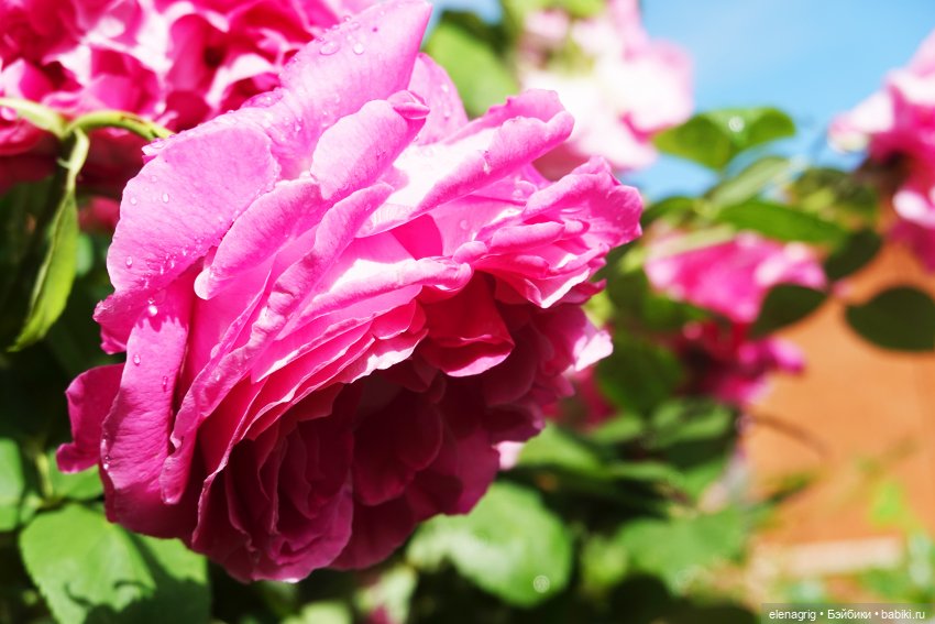 После дождя — Красивая природа и цветы: фото пейзажей