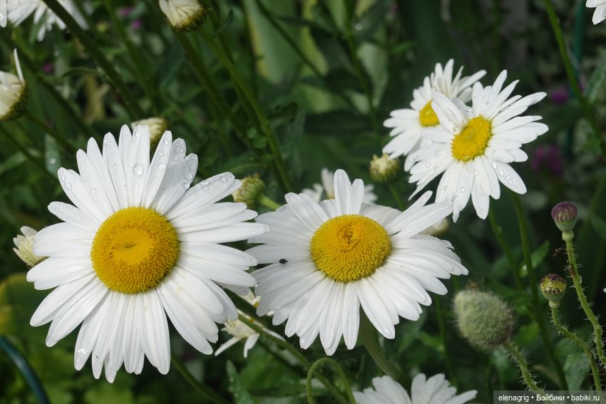 После дождя — Красивая природа и цветы: фото пейзажей (фото 6)