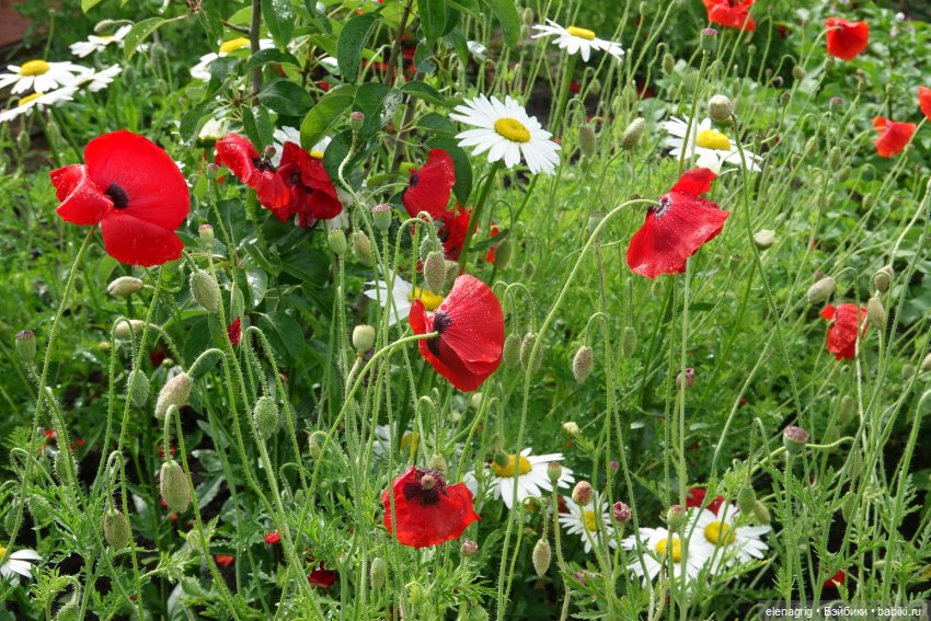 После дождя — Красивая природа и цветы: фото пейзажей