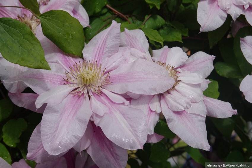 После дождя — Красивая природа и цветы: фото пейзажей (фото 8)