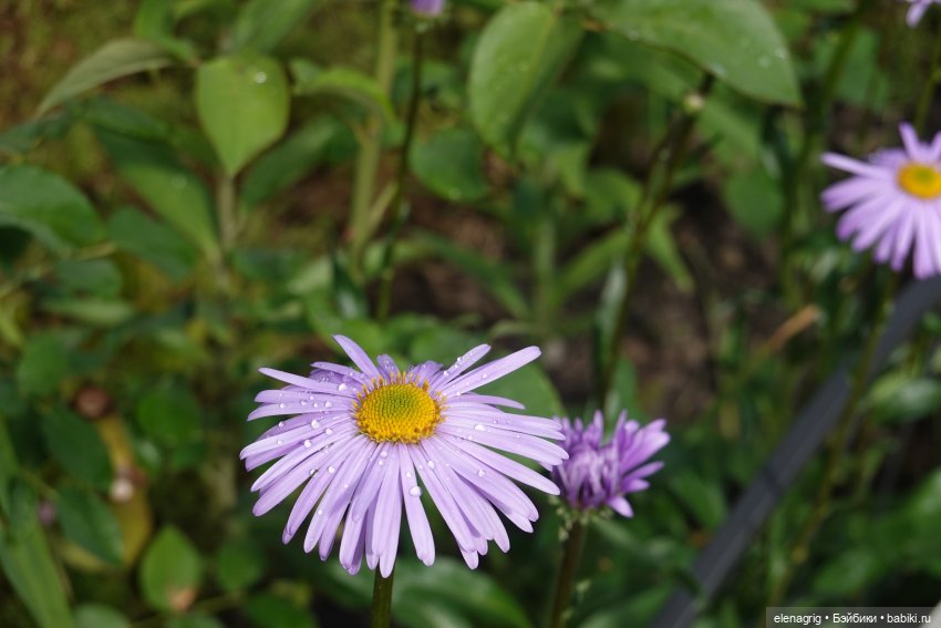 После дождя — Красивая природа и цветы: фото пейзажей