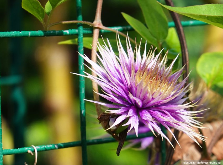 После дождя — Красивая природа и цветы: фото пейзажей