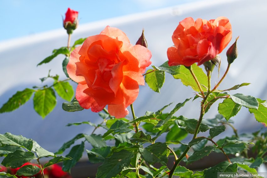 После дождя — Красивая природа и цветы: фото пейзажей