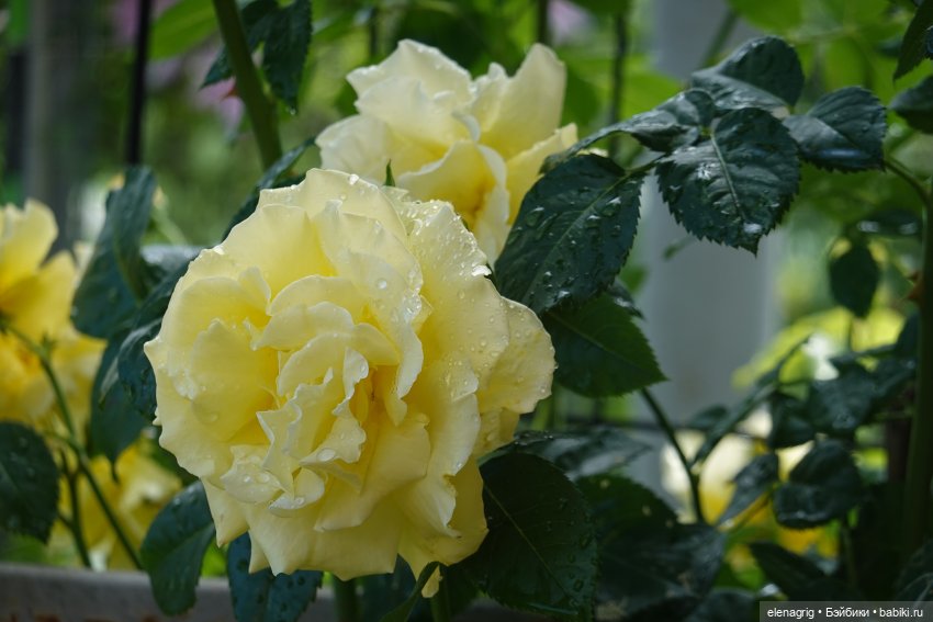 После дождя — Красивая природа и цветы: фото пейзажей