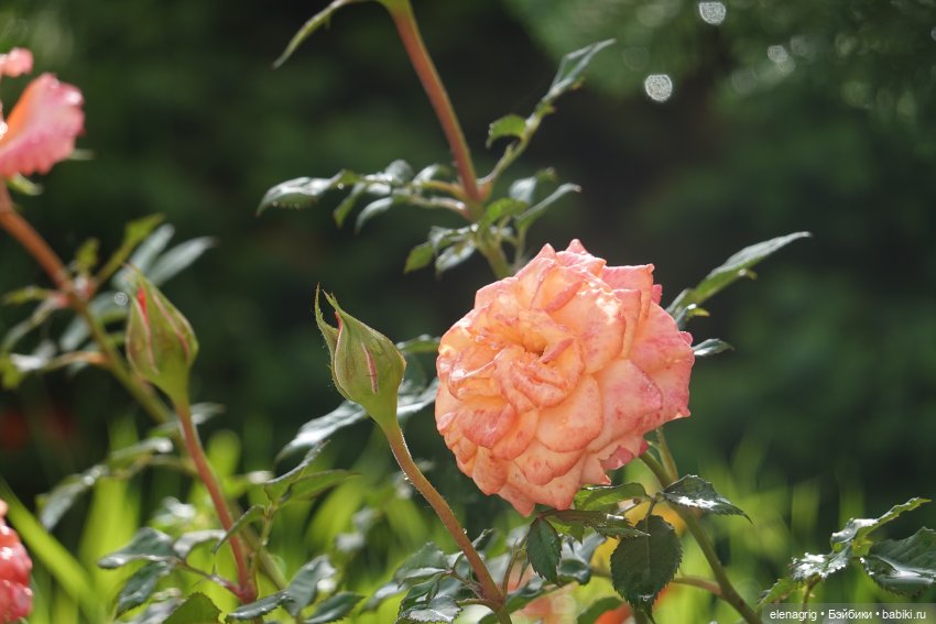 После дождя — Красивая природа и цветы: фото пейзажей