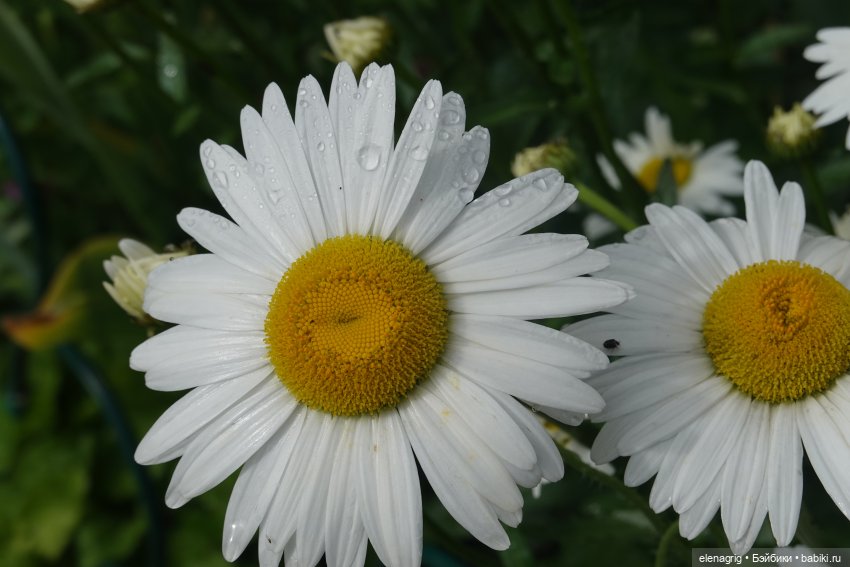 После дождя — Красивая природа и цветы: фото пейзажей (фото 5)