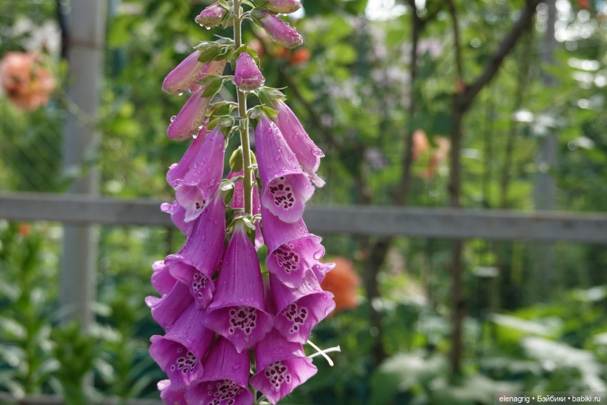 После дождя — Красивая природа и цветы: фото пейзажей