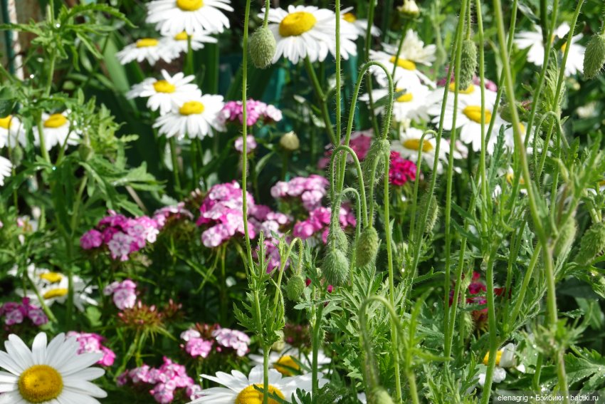 После дождя — Красивая природа и цветы: фото пейзажей