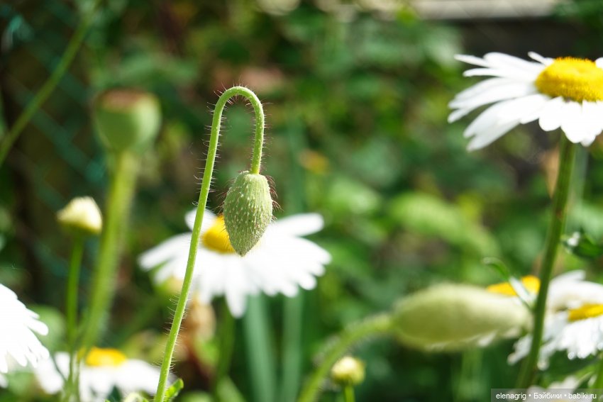 После дождя — Красивая природа и цветы: фото пейзажей