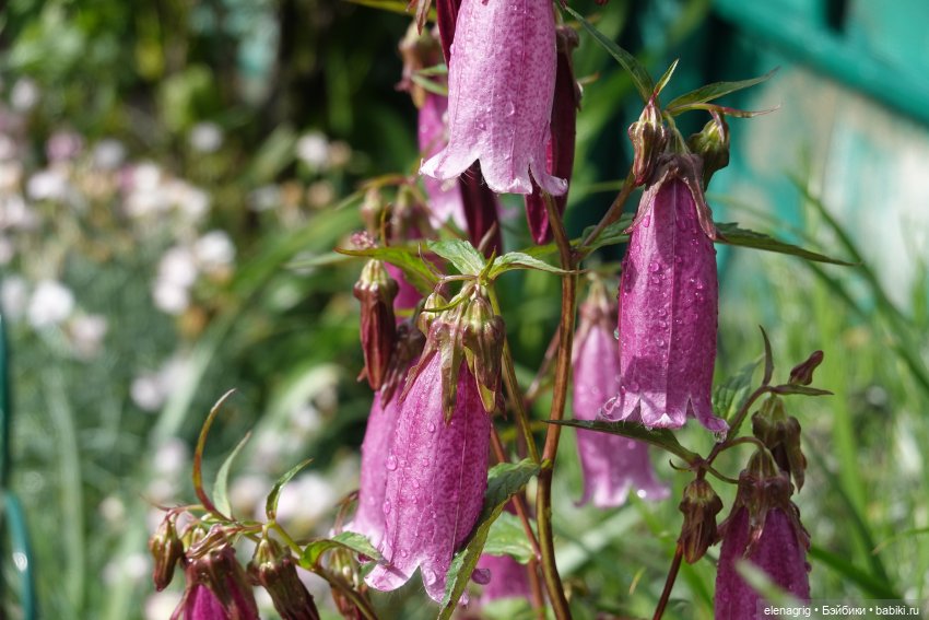 После дождя — Красивая природа и цветы: фото пейзажей