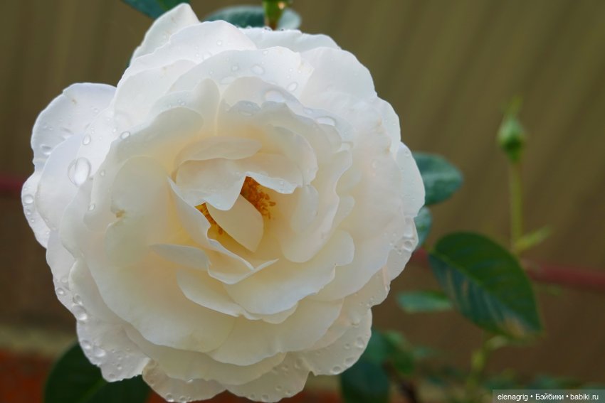 После дождя — Красивая природа и цветы: фото пейзажей